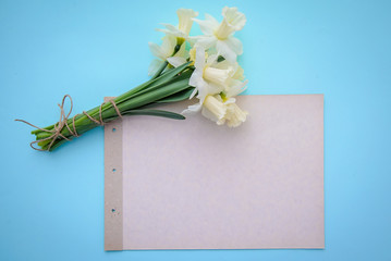 Daffodils on blue background with a piece of paper with copy space