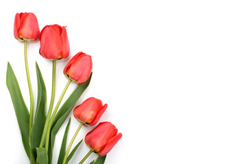 Beautiful red tulips on white background with copy space for text. Top view, flat lay