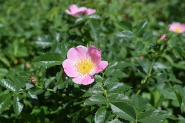 Kwitnąca dzika róża Wild rose flowers
