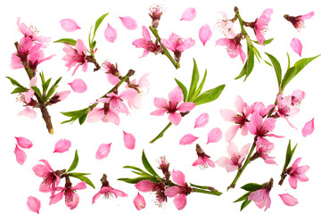 Cherry blossom, sakura flowers isolated on white background. Top view. Flat lay pattern