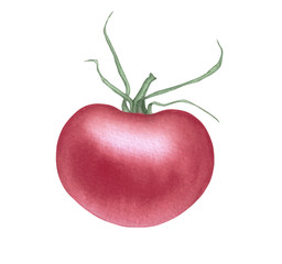 Watercolor hand drawn illustration tomato isolated on white background. Organic logo