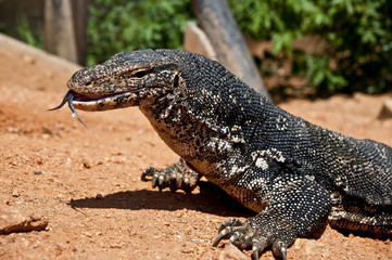 Portrait of a monitor lizard, Sri Lanka
