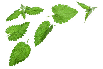 Naklejka na ściany i meble Melissa leaf or lemon balm isolated on white background with copy space for your text. Top view. Flat lay pattern