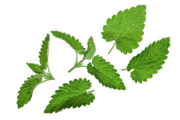 Melissa leaf or lemon balm isolated on white background. Top view. Flat lay pattern