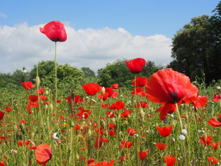 Sommerliche Wiese mit Mohnblumen