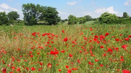 Sommerliche Wiese mit Mohnblumen