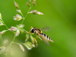 close-up bee on flower petals in the spring