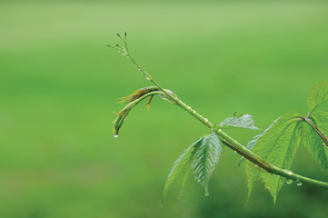 New Virginia Victoria Creeper Leaves, Early Summer Rain Raindrops, Wet Fresh Leaf Rainy Day Background, Large Detailed Horizontal Parthenocissus Quinquefolia Five-leaved Five-finger Ivy Macro Closeup