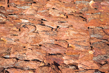 brown bark of a tree, background texture