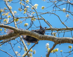 Black Squirrel On Tree Branch
