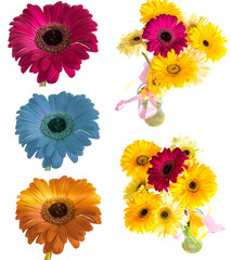 lots of big beautiful flowers Gerbera with no background, Gerber on isolated background set of...