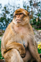 Portrait of a wild female macaque.  Macaques are one of the most famous attractions of the British overseas territory
