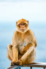 Naklejka premium Portrait of a wild female macaque. Macaques are one of the most famous attractions of the British overseas territory
