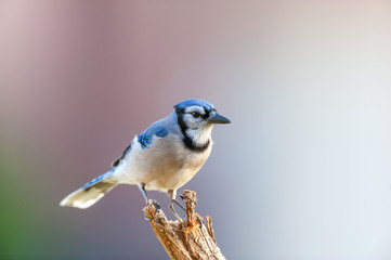 Bluejay