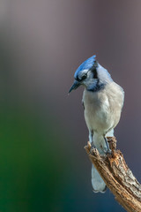 Bluejay