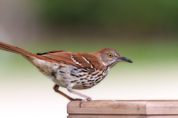 Brown Thrasher