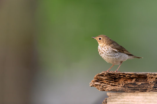 Hermit Thrush