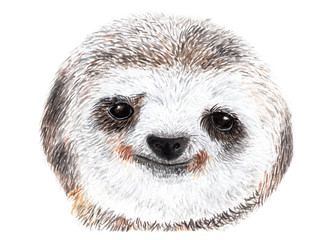 Lovely portrait of a sloth. Watercolor illustration. 
The face of a sloth, sweet little face. Print for T-shirt, notebook, notebook, fabric.
