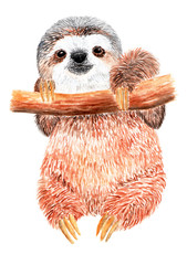 Sloth is hanging on a tree branch. Watercolor illustration. Lovely fluffy sloth on a tree. Lives in Costa Rica.