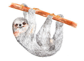 Sloth is crawling along a tree branch. Watercolor illustration. Sloth hangs on the tree branch upside down. A sweet slow animal.