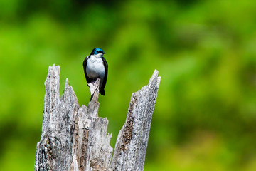 Tree Swallow