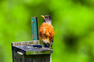 American Robin