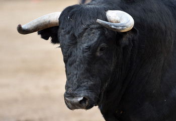 toro