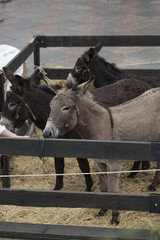 Donkeys