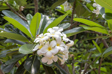 Frangipani flowers on green tree branch. Fresh opened plumeria buds. Tropical flora closeup for summer travel banner.