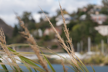 Fototapeta premium Harbour Grass