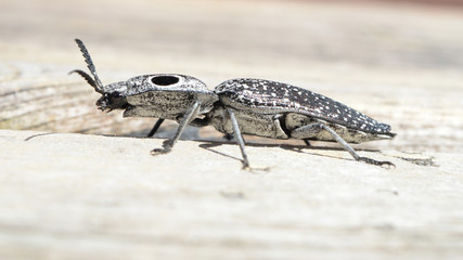 Eyed Elater - Alaus Oculatus