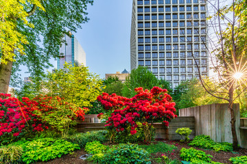 city park with Sun Star