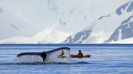 Zelfklevend Fotobehang Antarctica Bultrugwalvisstaart met kajak, boot of schip, te zien tijdens de duik, Antarctisch Schiereiland, Antarctica
