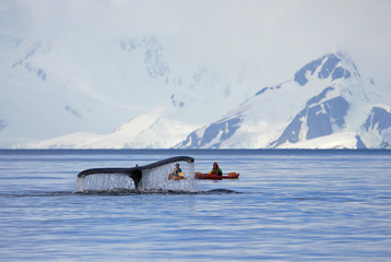 Humpback whale tail with kayak, boat or ship, showing on the dive, Antarctic Peninsula, Antarctica © reisegraf
