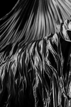 Palmier macro / palm tree macro