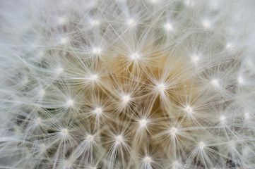 A macro view of the symmetrical pattern of fluffy white seeds on a dandelion.
