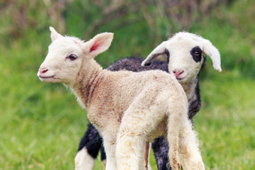 Fototapeta premium Little sheep on the field