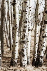 Obraz premium Poplar tree trunks in a forest; white and black tree trunks in a wood with no leaves