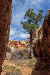 Capitol Reef National Park is in Utah's southern desert. t surrounds a long wrinkle in the earth known as the Waterpocket Fold, with layers of golden sandstone, canyons and striking rock formations.