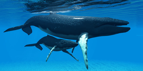 Mother and Baby Humpback Whales - A Humpback whale calf hides under his mother's belly for protection in a large ocean environment.