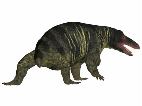 Jonkeria Dinosaur Tail - Jonkeria truculenta was an omnivorous therapsid dinosaur that lived in South Africa during the Permian Period.