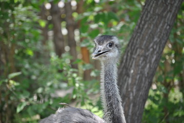portrait of an ostrich
