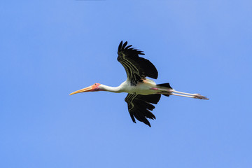Painted Stork / Scientific name : .Mycteria leucocephala