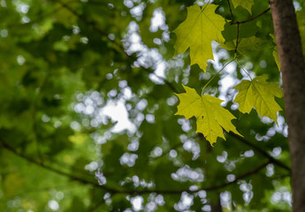 Leaves in the Park