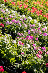 Obraz premium flowering geraniums in a spring flower market