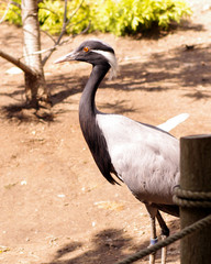 Yellow Crested Night Heron - Crane