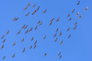 Migrating Cranes in Flight