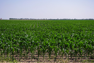 Fototapeta na wymiar Bean Field in Rural Kanas