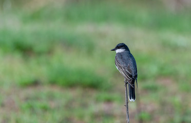 Fototapeta premium Eastern Flycatcher Perched on a Fence Post