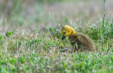 A Cute Canada Goose Gosling Looking Sad